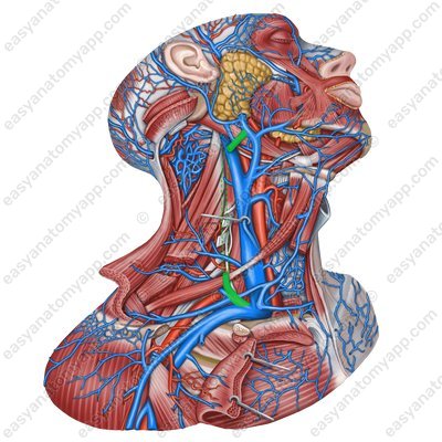 External jugular vein (v. jugularis externa)
